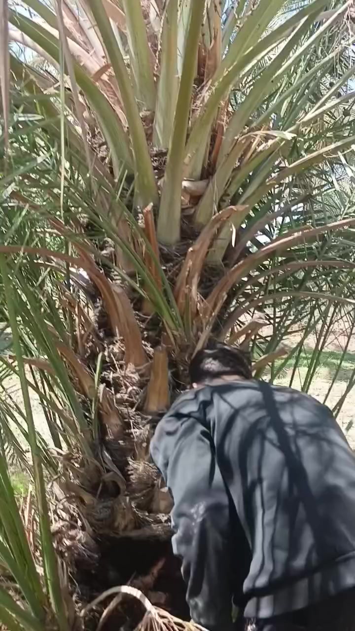 سلام عليكم عندي فسلان بربن نوعيه حلوه بيهن 8فسلان باجر اقلعهن من امهن اليريد يحجز وبل خدمه ***********
