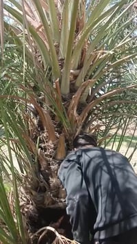 عندي فسلان بربن نوعيه حلوه بيهن 8فسلان باجر اقلعهن من امهن اليريد يحجز...