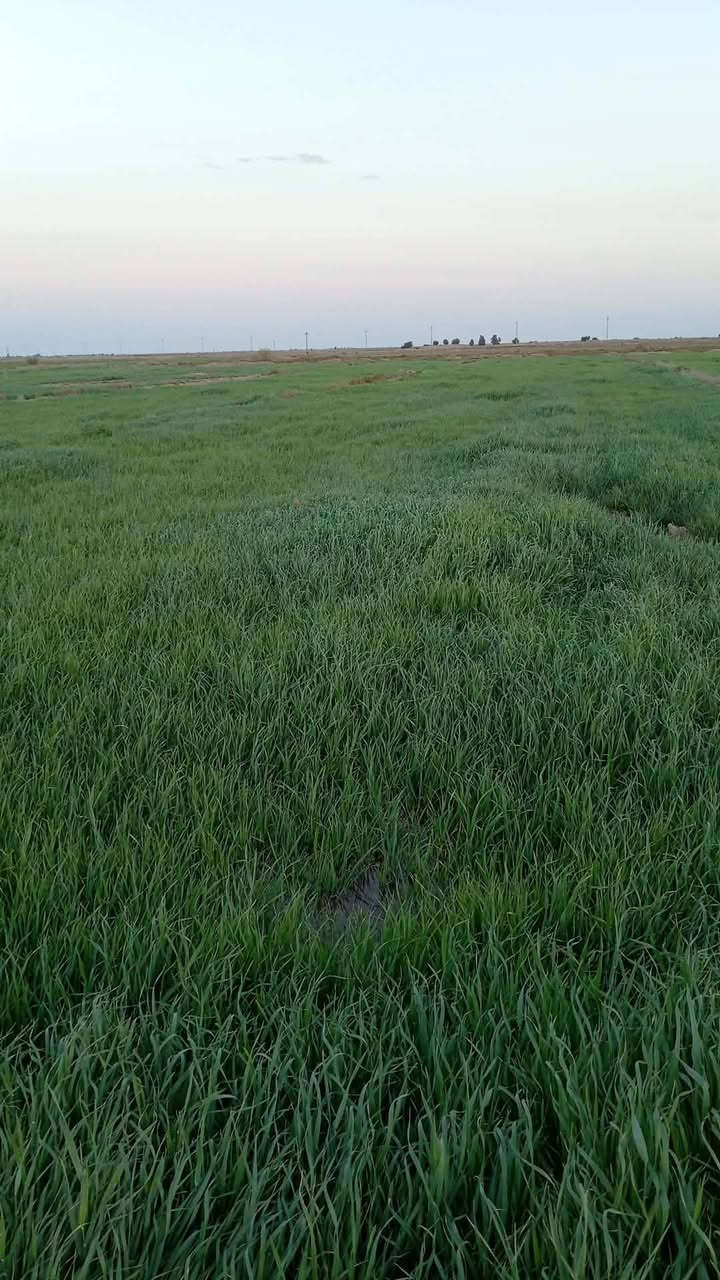 شروه البيع 16 دونم تصال على هاذه رقم ***********
