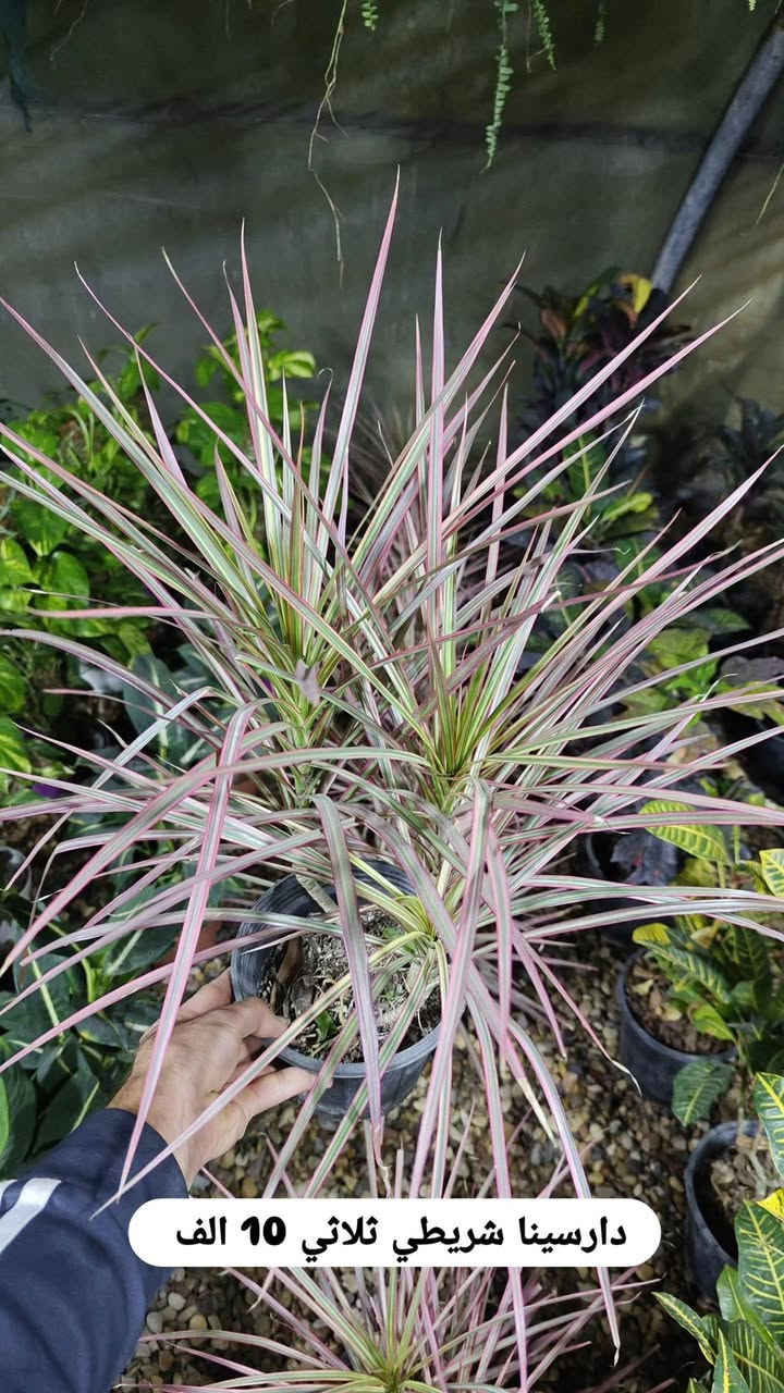 تخفيضات على كل النباتات داخليه🔥
سعر موجود داخل كل صورة

عنوانا الناصريه شارع الإمام علي تقاطع الشيباني مقابيل مصرف الطيف مشتل الشيباني ***********

يوجد خدمة توصيل 🚛
