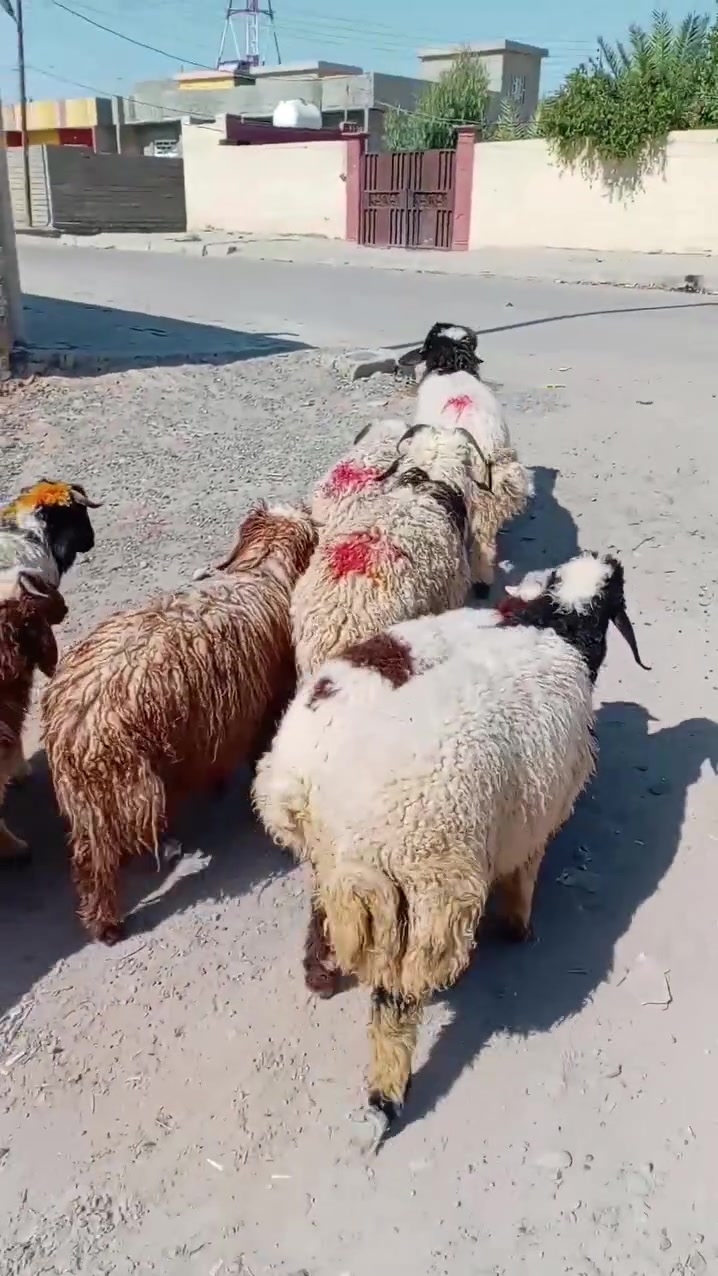 سلام عليكم لبيع طليان عدد ٨+فطيمه1 شرط نصاحه مكان بيجي حي العصري رقم الهاتف *********** /***********
