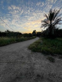 قطع ارض للبيع  - *المكان*:  بغداد ابو غريب حميد شعبان الشارع الوصطاني ...