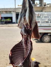 لحم طلي • درجة اولى • نقداً