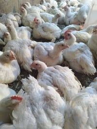 دجاج وزنه كيلو ونص وتنظيف مجاني العنوان حي اور الثانيه يم اسواق اور شا...