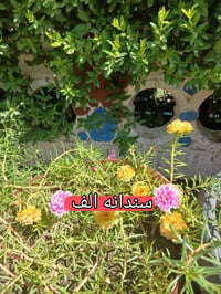 كوت • توصيل • مراسل خاص