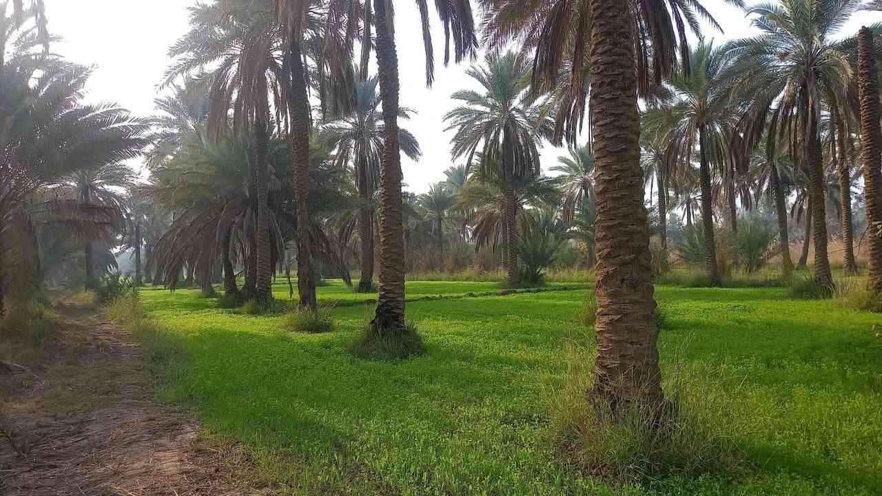 السلام عليكم
٤٣دونم طابو سند ٢٥ فلاحه ملاجه
السعر ٦٥مليون مع المجال البسيط
العنوان الحسينيه تبعد عن سوك العطيشي ٣كم أو أقل وعن التبليط الفرعي ٥٠م
غير متواجد عالفيس 
استفسار اكثر الإتصال  على الأرقام التاليه 
***********
***********
أومراجعة مكتبنا (مكتب جوهرة الإخلاص)
 الكائن في الحسينيه مجاور  مطعم سيد فلاح تيل ٣٥٤
