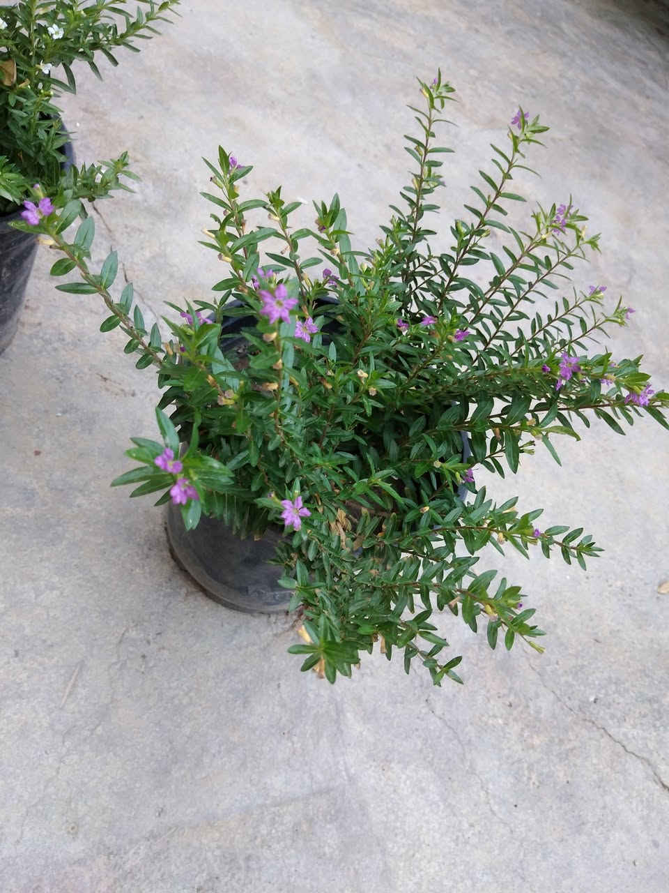 ياس امريكي السعر 3ألاف ثنين ب5🌿
✨ ورود يومية بأجمل الألوان
🚚 توصيل مجاني داخل هبهب
📍 أقرب نقطة دالة: قرب مدخل المجمعات
📩 للطلب مراسلتنا خاص


**إذا كنت صاحب هذا الإعلان وتريد حذفه لأي سبب، رجاءا أرسل رسالة إلى الدعم الفني**
