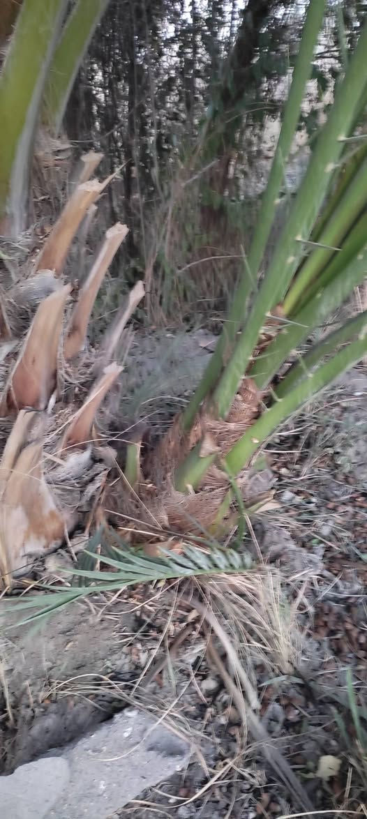 فسائل برحي حرات للبيع اول شلعه امهاتهن خشنات الواحد ب٢٥٠ بيهن مجال


**إذا كنت صاحب هذا الإعلان وتريد حذفه لأي سبب، رجاءا أرسل رسالة إلى الدعم الفني**