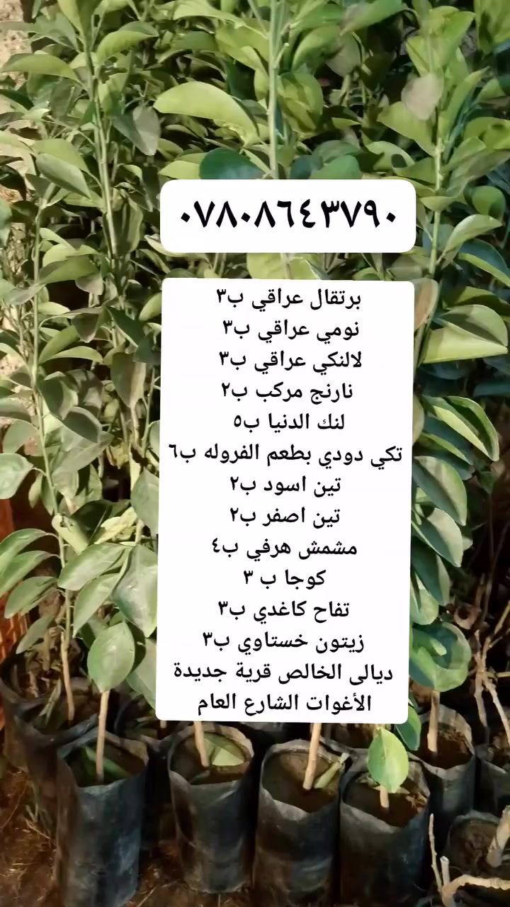 يتوفر لدى مشتل العبيدي 
العنوان ديالى الخالص قرية جديدة الأغوات الشارع العام ***********
يتوفر لدى مشتل العبيدي 
برتقال عراقي ب٣٠٠٠ الف
نومي عراقي ب٣٠٠٠ الف
لالنكي عراقي ب٣٠٠٠ الف
نارنج مركب ب٢٠٠٠ الفين
لنك الدنيا ب٥ الف 
تكي دودي بطعم الفروله ٦ الف
كوجا ب٣٠٠٠ الف
مشمش هرفي ب٤ الف
زيتون خستاوي ب٣٠٠٠ الف
تين اسود ب٢٠٠٠ الفين
تين اصفر ب٢٠٠٠ الفين 
تفاح كاغدي ب٣٠٠٠ الف
