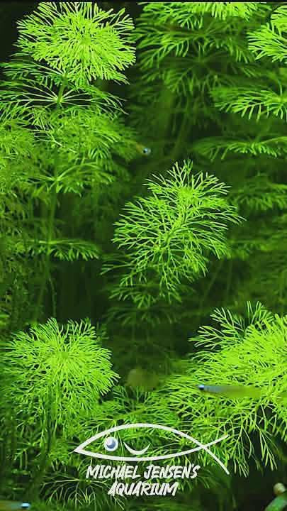 سێ جۆر گیایی سروشتیم هەیە بۆ فرۆشتن گەیاندن بەردەستە نرخی گونجاوە نامە بنێرن. گیاکە پێویستی بە سەماد نیە خۆی گەشە دەکات


**إذا كنت صاحب هذا الإعلان وتريد حذفه لأي سبب، رجاءا أرسل رسالة إلى الدعم الفني**