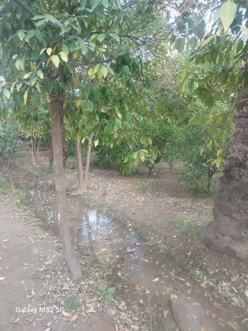 سلام عليكم توجد مزرعة للبيع مساحه دونم يحتوي على بيت البيت يتكون من 2 غرف نوم  واستقبال ومطبخ وصحيات طابو زراعي سند25 تحويل بسم المشتري مباشر العنوان بغداد الراشديه قرب البحيرة الاتصال على الرقم ***********
