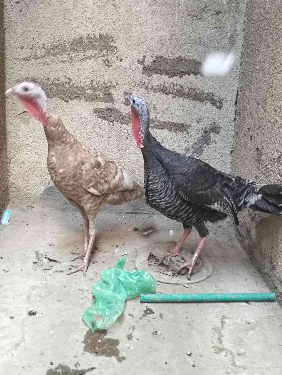 للبيعللبيع في النجف الاشرف‏‪***********‬‏
