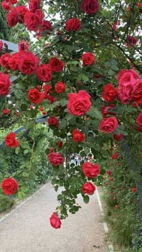 جوري متسلق • مشتل المهندس الزراعي • الحله