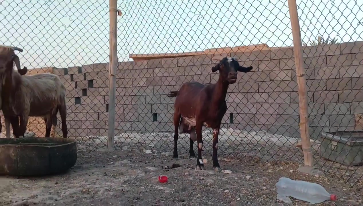 معز لجب مال حليب بليوم ينحلب وجبتين وكله ماخذ فحل سوري شرط نصاح سن وشطر وعلاكل عيب للبيع تواصل ويه صاحب لحلال ‏‪***********‬‏
