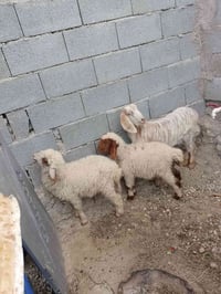 عنز • جذعة • يم شقق عل حولي