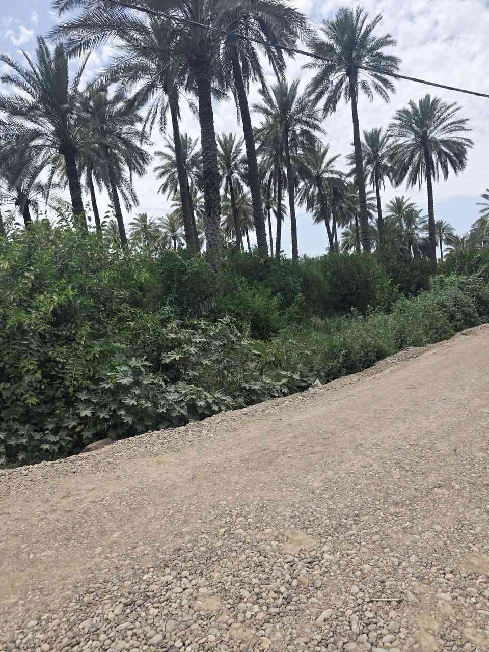 السلام عليكم ورحمة الله وبركاته 🫱🏽‍🫲🏻
اراضي زراعيه 🏞 للبيع طابو صرف المساحات مختلفه دونم دونمين نصف دونم الواجهات مختلفه
حسب الامكانيه 🌺
الموقع مُمَيز جداً ‼️
العنوان: بغداد /شاطئ التاجي /قُرب جسر الذراع 
للاستفسار الاتصال على الارقام الاتيه 
كورك: ***********📞
أسيا: ***********📞
#مكتب_ديرتنا_للعقار🏢
#بإدارة_أحمد_أبومصطفى 
تواصلو معنا وسنكون بخدمتكُم🌹
