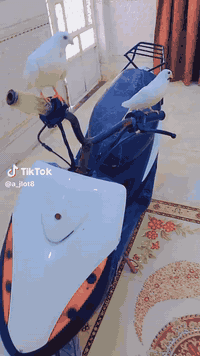 سلام عليكم دراجه ماكس عدله بوشه 55دراجه مامتعوبه محتاز وريد ابيعه مستعجل عله بيعته سعر خاص متواجد خاص وهاذه رقمي ***********وكثر شي خاص موجود
