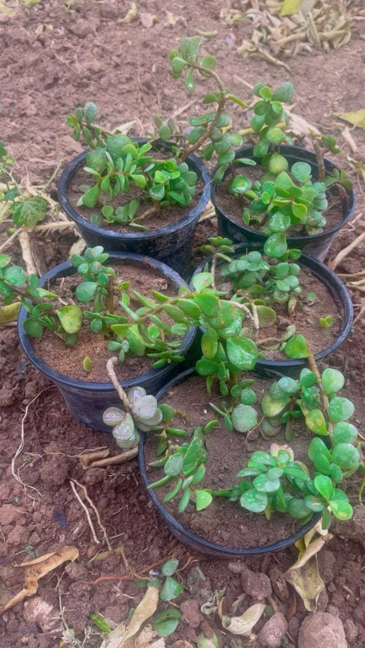 كل الي بالصوره بالف 
لطلب والاستفسار مراسلة الصفحه يوجد خدمة توصيل خانقين


**إذا كنت صاحب هذا الإعلان وتريد حذفه لأي سبب، رجاءا أرسل رسالة إلى الدعم الفني**