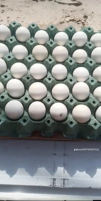 بيض تفقيس • عرب • ضمان 95/100