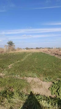 منصورية الشط الرگة • ٢ دونم • سند ملك