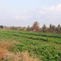 خلف جامعه بابل • ٢٥دونم • طابو زراعي