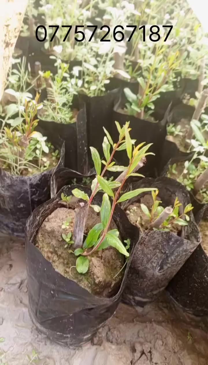 يتوفر بالايام الجايه رمان صنف افريقي للحجز والاستفسار ‏‪***********‬‏
