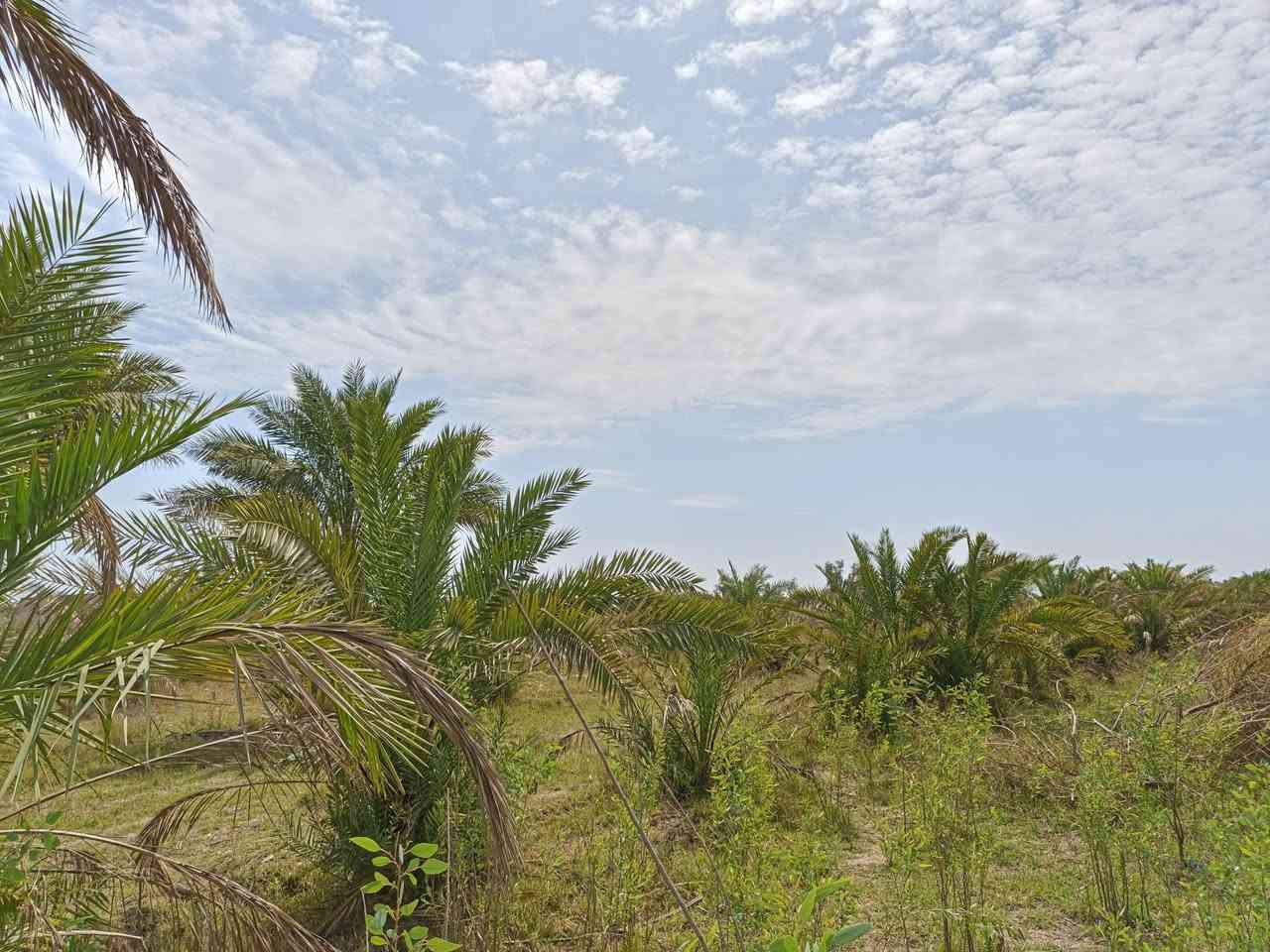 سلام عليكم أرض زراعيه للبيع العدد (أربعه4) دونم المكان ذي قار قضاء النصر قرب محطة قريب على المستشفى الجديد السعر خاص+ شراي تعال خاص مو شراي لاتعبني ولاتعبك رقم الهاتف ***********
