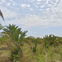 أرض زراعيه • ٤ دونم • ذي قار قضاء النصر