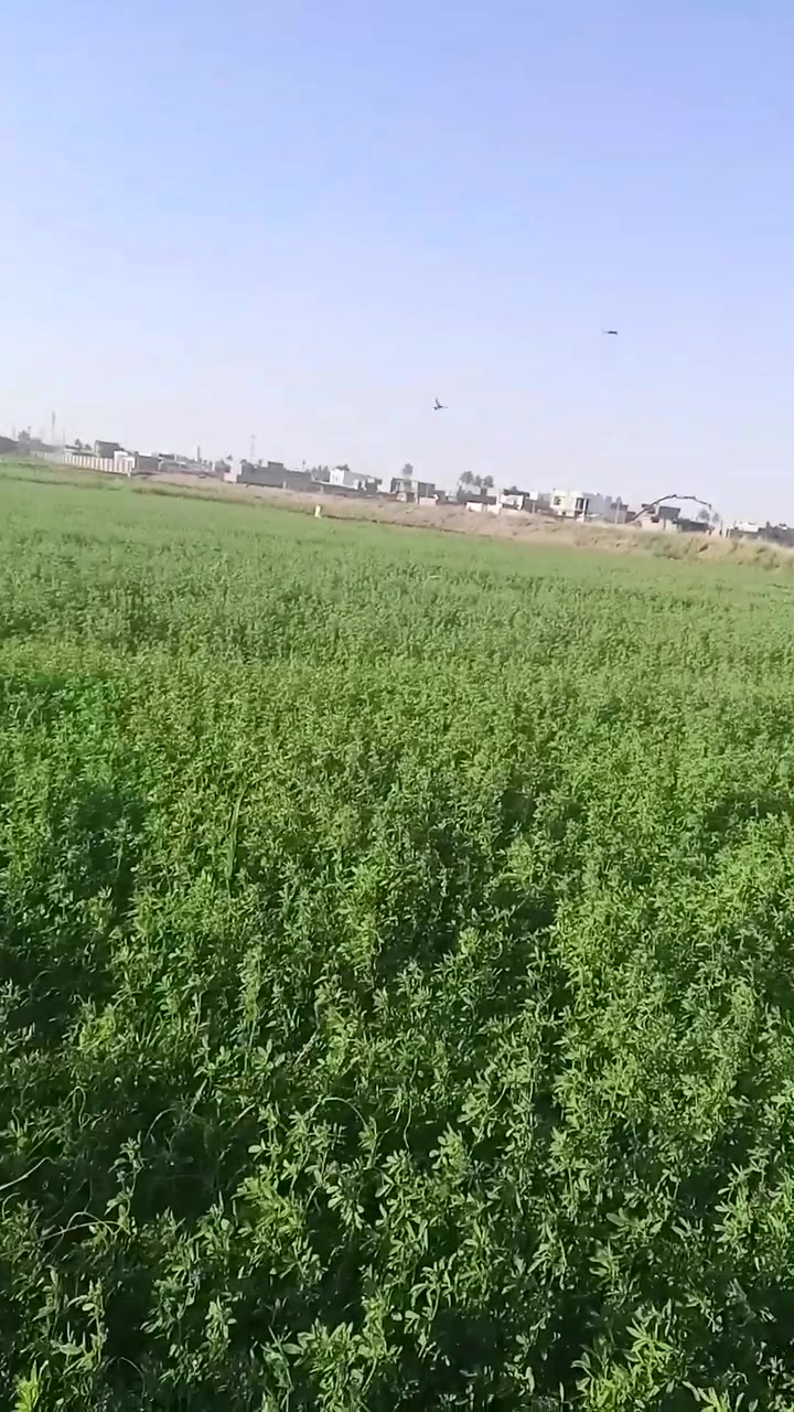 جت ضمان خوش جت منطقةالبوذياب صايرة علي شط يم معمل بلوك رقم، بية واتساب ***********
