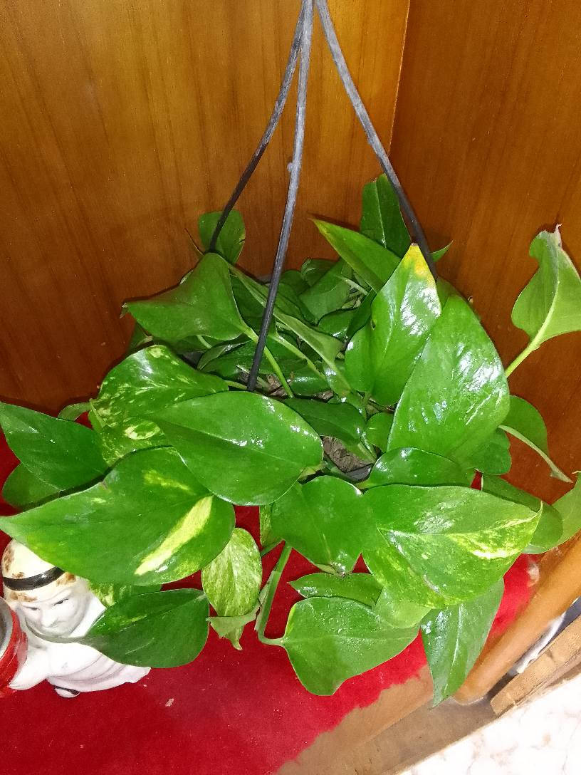 متوفر لبلاب داخلي لون الاخضر والابيض 😍
متوفر توصيل داخل مركز ديوانيه فقط🗯️🗯️🌱🌵🦋 ديوانية, القادسية


**إذا كنت صاحب هذا الإعلان وتريد حذفه لأي سبب، رجاءا أرسل رسالة إلى الدعم الفني**