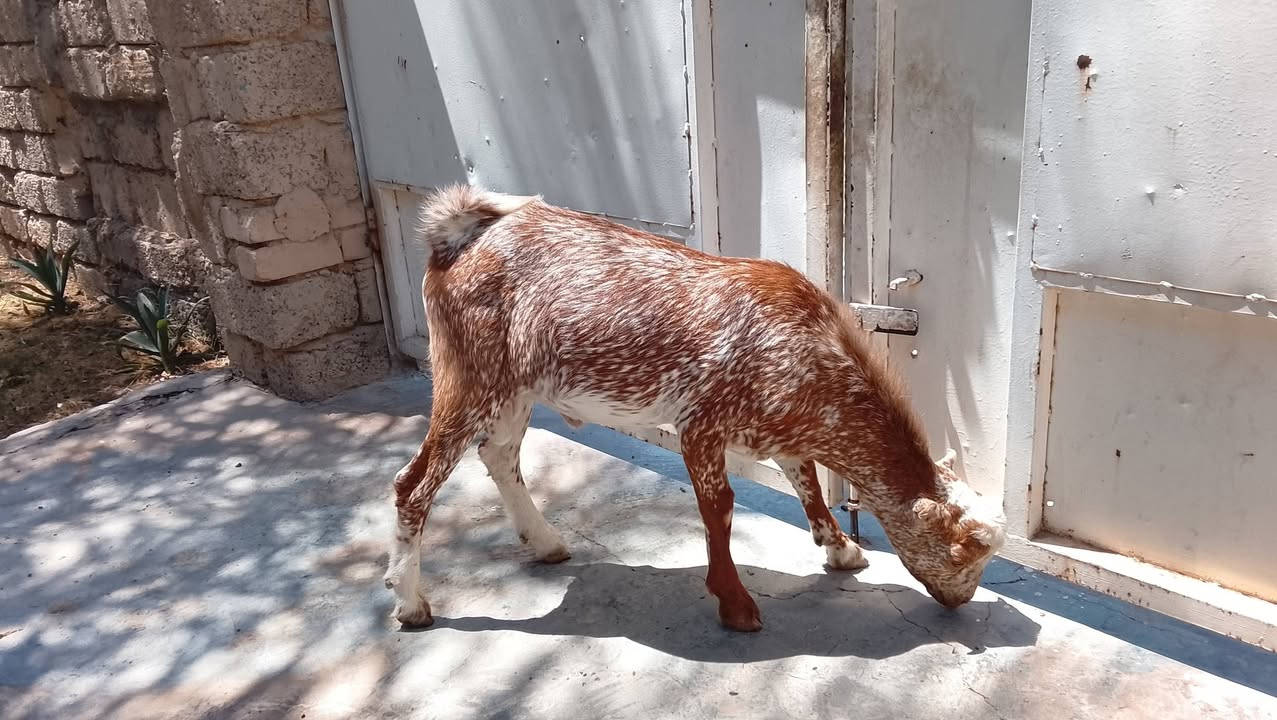 السلام عليكم 
جدي فول مفول غزال يرهم ذبح ويرهم فحل 
يطلع بل 10كيلوات اكثر شويه سعره 225قفل 
مكاني تكريت القادسيه قطعه خمسميه 
***********
رجاءاً الموشراي لا يعلق ولا يتعبني الله يرحم والديكم
