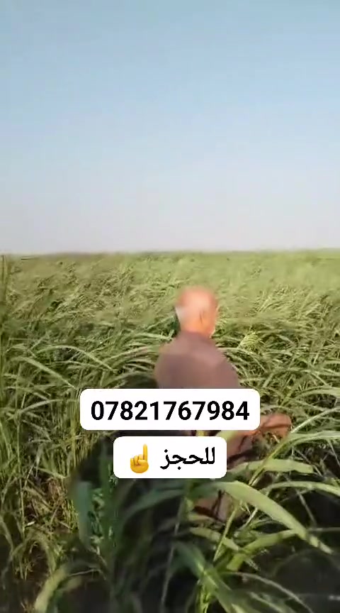 السلام عليكم ورحمة الله وبركاته

جملتنا هي الأفضل تعمل في خدمتكم

إلى أصحاب المحلات #التجارية والمزارعون

يعلن #مكتب زراعة ابو علي 🏢 

عن توفر #البونيكام الاسباني  #والبرازيلي 

ذات فوائد درجه اولى
من حيث الحليب كثرة البروتينات التسمين

الأسعار #مناسبه و انخفاضيه

كما وأنه #هنالك تخفيضات #الأصحاب المحلات #التجاريه

#متوفر بذور البونيكام الاسباني درجة اولى وتوجد خدمة توصيل 
للحجز على الواتساب فقط او الاتصال على الارقام التالية 👇

                ***********  مع #واتساب 

                ***********  مع #واتساب   
      
                                                                     #الواتساب للحجز 👇
  
https://whatsapp.com/channel/0029Vb72KV96GcGBE2jHjP0y
