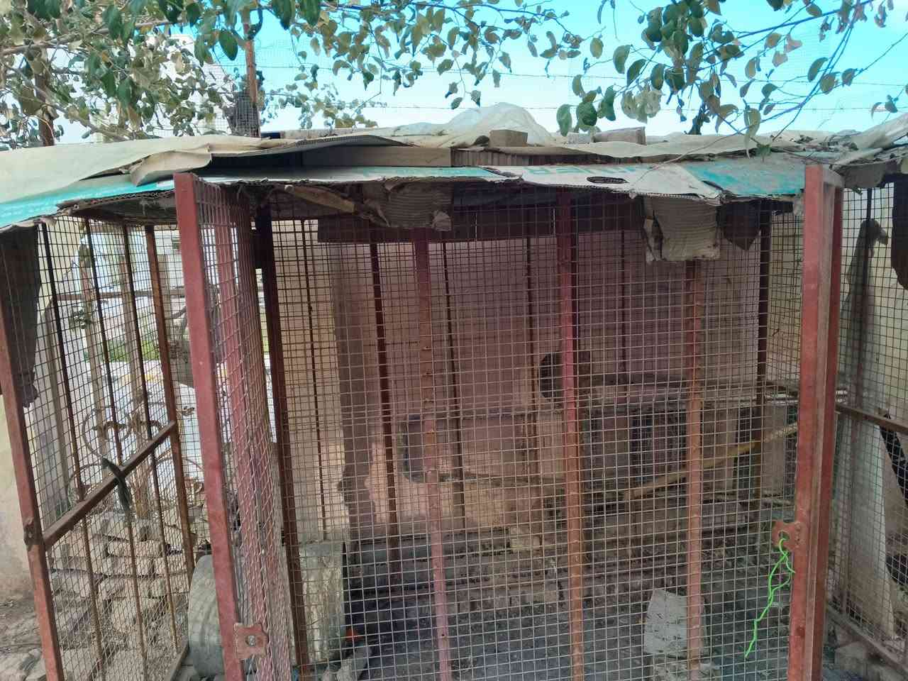 قفص حديدي ثقيل جدا ، الطول ٢٣٠سم والارتفاع ١٥٠ سم ،  والعرض ١١٠ سم  للبيع ب ١٠٠ الف
حي القدس خلف الكراج الجنوبي


**إذا كنت صاحب هذا الإعلان وتريد حذفه لأي سبب، رجاءا أرسل رسالة إلى الدعم الفني**