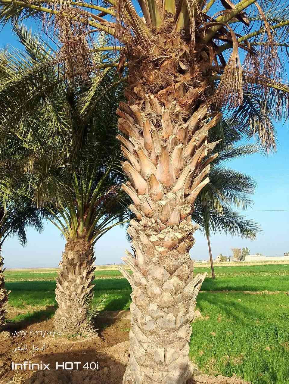 اي شخص يحتاج تكريب وتنظيف النخيل يتصل ويدلل ***********
