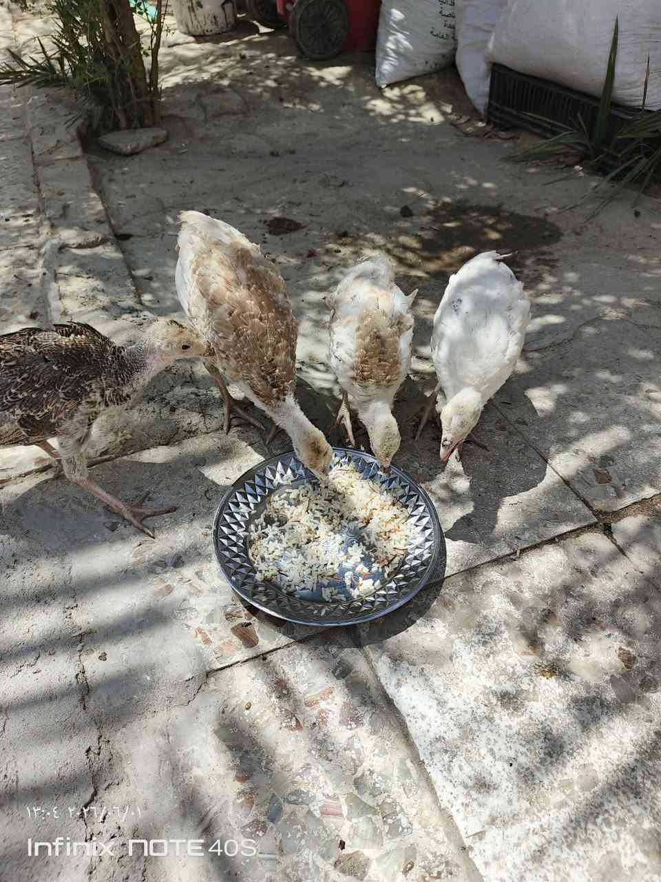 السلام عليكم متاح 4 فسفسات للبيع فول صاحيات كلشي ياكلن 
ثنين لونهن احمر واحد ابيض واحد شوكي 
السعر قفل الزوج 35 
هـ ‏‪***********‬‏ واتساب

