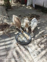 متاح 4 فسفسات للبيع فول صاحيات كلشي ياكلن  ثنين لونهن احمر واحد ابيض و...