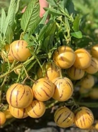 البيبينو • شتلات • السماوه