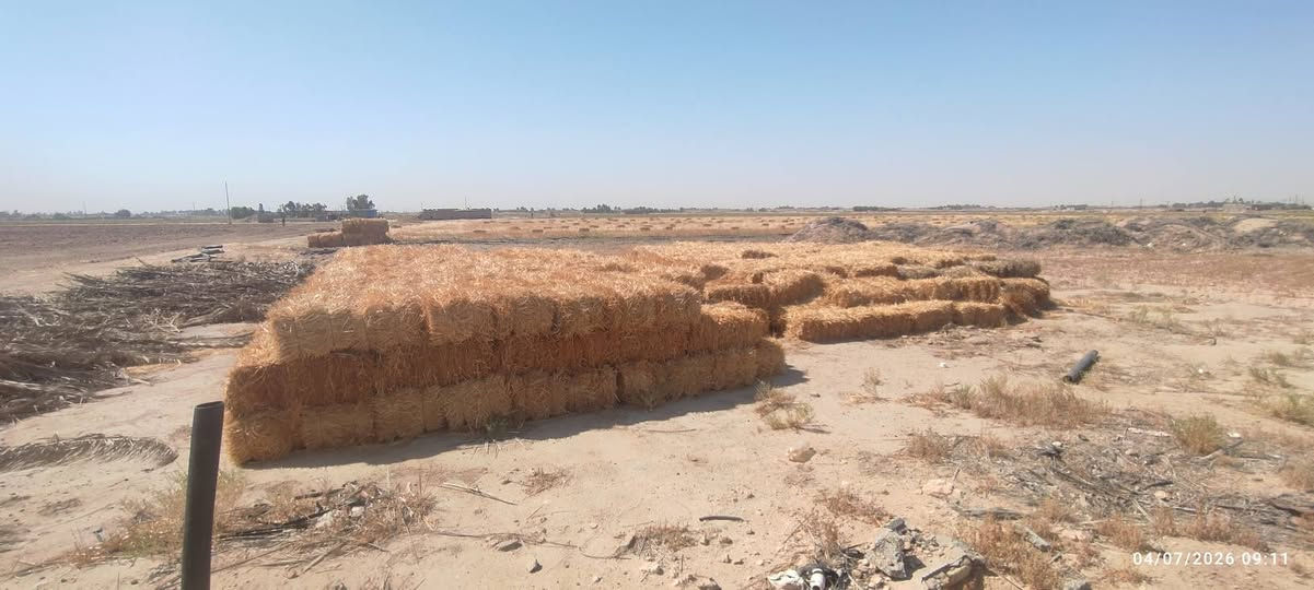 كبسات تبن للبيع  مال حصاد وسويتر  العدد العدد 600 السعر 2000 للستفسار *********** المكان خان النص
