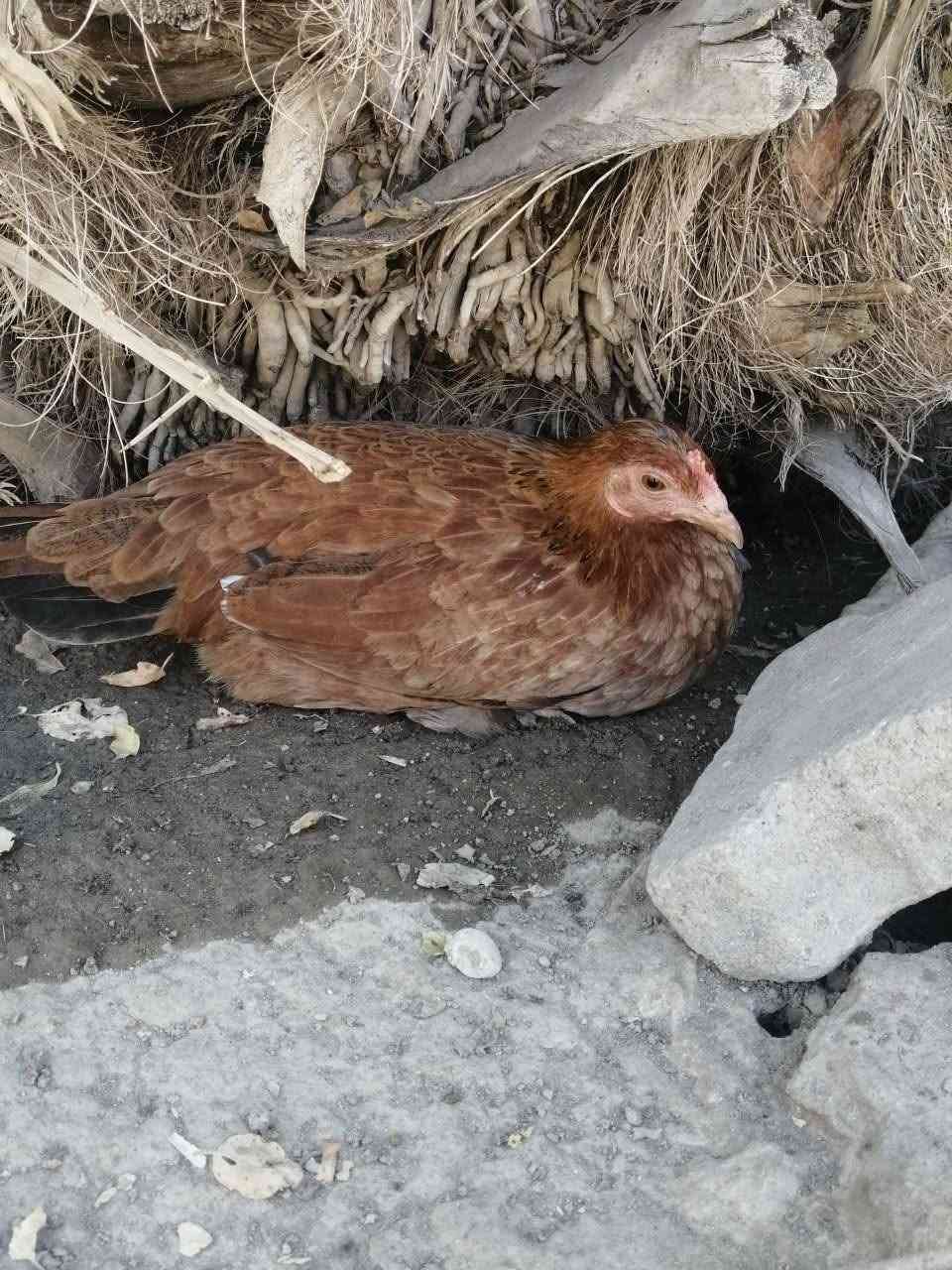 دجاج عرب التك ب10 ديوجه 3 ودجاجات 3 العدد 6


**إذا كنت صاحب هذا الإعلان وتريد حذفه لأي سبب، رجاءا أرسل رسالة إلى الدعم الفني**