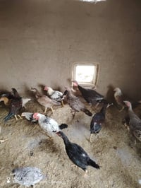 يوجد فراريج عرب وفراريج مضرب بهراتي للبيع كل شي وسعره.. ويوجد تنور حطب...