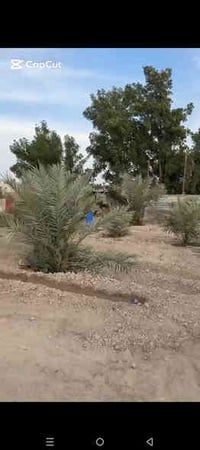 البصرة محيله • ٦٠٠م • طابو زراعي