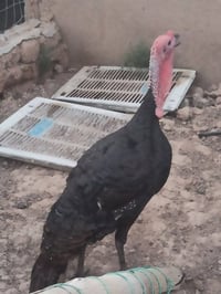 ديوك • ديك • دجاج • دواجن • طيور • طيور بصره • حيوانات اليفة • للبيع