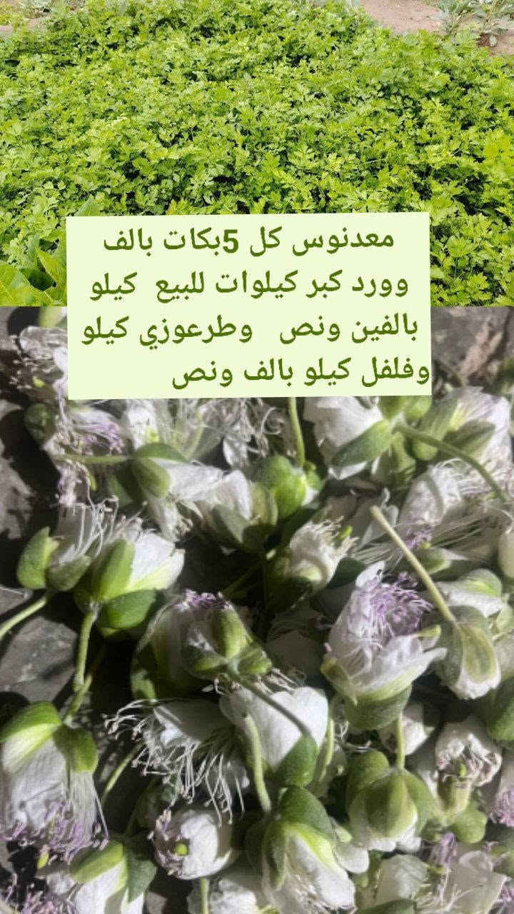 للبيع فلفل كيلو بالف ونص ورد كبر كيلو بالفين ونص وطرعوزي كيلو بالف ومعدنوس كل 5بكات بالف


**إذا كنت صاحب هذا الإعلان وتريد حذفه لأي سبب، رجاءا أرسل رسالة إلى الدعم الفني**