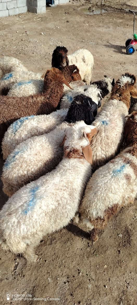 طليان عدد 12 خشنات وسمان كلش خير من الله 
مال بررر يرهمن كصابه وجني ونذر وضحيه وهديه 
مشروطات كافه شروط الجني وصحاه 
مكاني ناصريه سيددخيل 
سعر الواحد 275 
الشراي يتصل واني بخدمته 
***********
