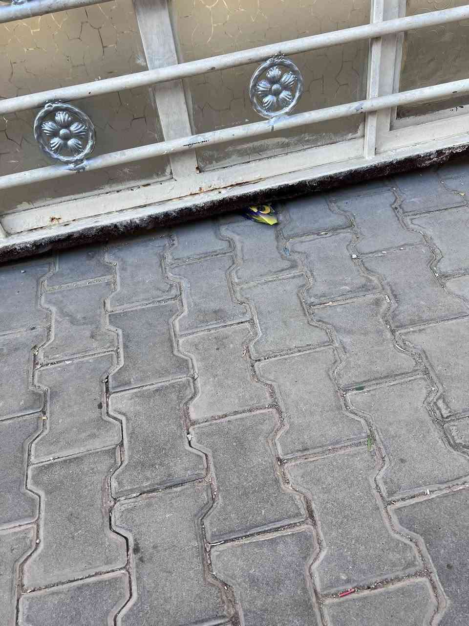 شباك ربط باب ٣ م ارتفاع ١٨٠  جرجوبت الباب فقط يرادله تطواله متر لن بيه اخياس وكصيناه السعر ١٢٥ الستفسار ع ***********
