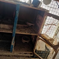 قفص دواجن • ٤ خانات • نظيف