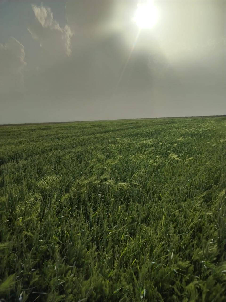 السلام عليكم 
أرض زراعية طابو زراعي سند  ٢٥ تحويل مباشر المساحه ١٠٠ دونم بيه حصه مائيه يعني بيه ماطور من نهر دجلة وقريبه على نهر دجلة والكهرباء كذالك وتبليط هم العنوان واسط قضاء الزبيديه منطقة أم سنيم 
***********
