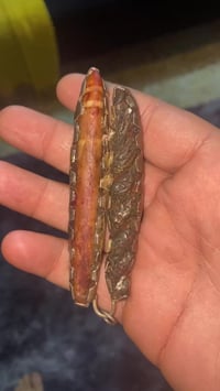 اصلي • قيم • بدون سعر