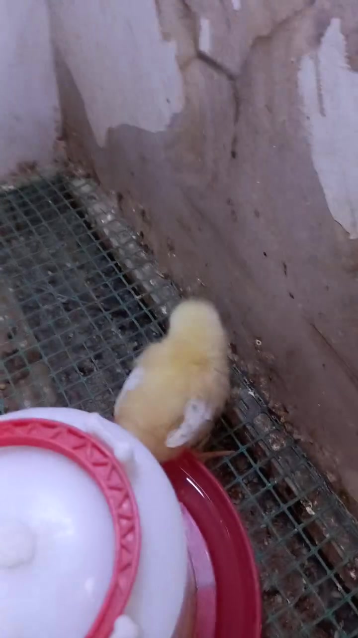 افراخ دجاج عرب عدد١١ ماخذات لقاح سرة عمر٨ أيام بس الشراي يراسلني


**إذا كنت صاحب هذا الإعلان وتريد حذفه لأي سبب، رجاءا أرسل رسالة إلى الدعم الفني**
