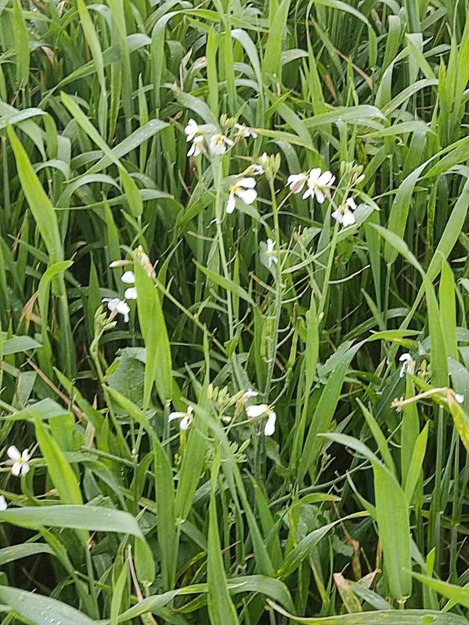 يتوفر في مكتب عبدالله الهلال الزراعي   مبيد الأوراق العريضة  كلين فيلد الخاص بالفجيلة البيضاء  و الصفراء و طيف واسع من الادغال العريضه.
المسجل لدى وزارة الزراعة العراقية ، آمن على التربة وبدون أي أثر متبقيي

لطلب المبيد راجع المكتب ، طريق المظهورية مقابل مطعم الحمداني 

متوفر توصيل لجميع المحافضات 

هـ ***********
هـ ***********
